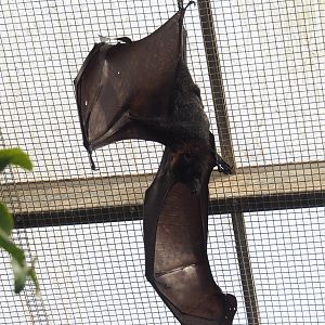 Lyle's flying fox (Pteropus lylei), 2021-09-03