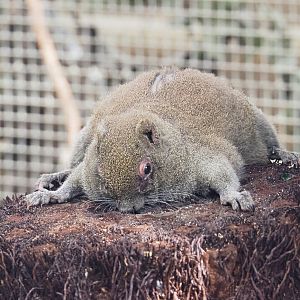 Pallas's squirrel (Callosciurus erythraeus), 2021-09-03