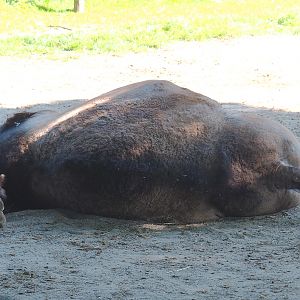 Dromedary camel (Camelus dromedarius), 2021-09-03