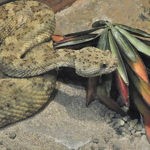 Can anyone id this snake