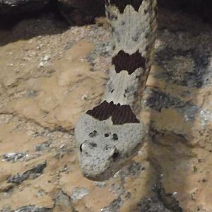 Can anyone id this snake