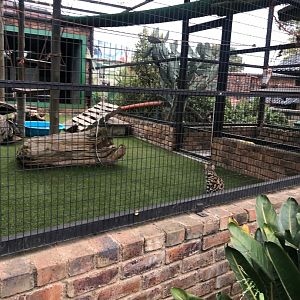 Black-Footed Cat Exhibit