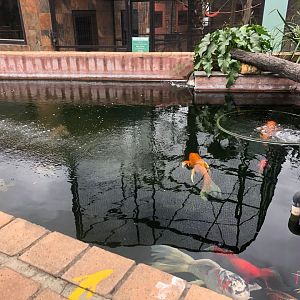 Koi Pond