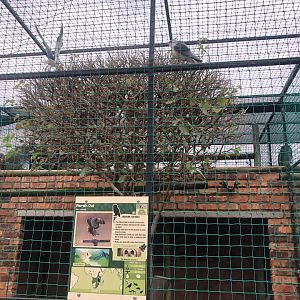 African Pygmy Falcon Exhibit