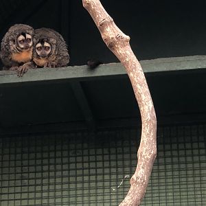 Night Monkeys (Subspecies ID help needed)