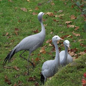 Blue Cranes - Zooparc de Beauval - 11/2016
