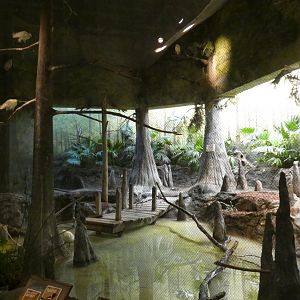 Aviary, The Swamp - Sep. 2021