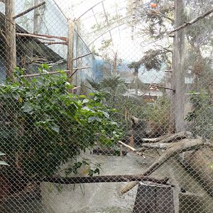 Aviary, The Swamp - Sep. 2021