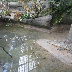 Orinoco Crocodile Exhibit, The Swamp - Sep. 2021