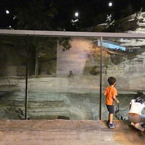 North American River Otter Exhibit, The Swamp - Sep. 2021