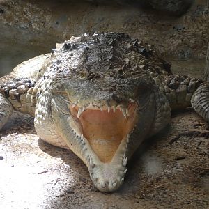 Orinoco Crocodile, The Swamp - Sep. 2021