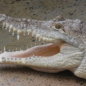 Orinoco Crocodile, The Swamp - Sep. 2021