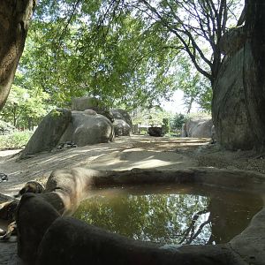 Painted Dog Exhibit, Habitat Africa (The Savannah) - Sep. 2021
