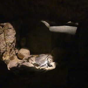 Bat Eared Fox "Den", Desert's Edge - Sep. 2021