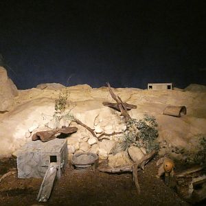 Bat Eared Fox Exhibit, Desert's Edge - Sep. 2021