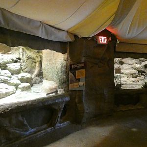 Chuckwalla & Black Footed Cat Exhibits, Desert's Edge - Sep. 2021