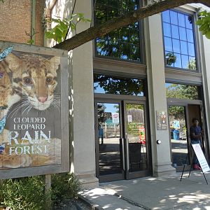 Clouded Leopard Rainforest - Sep. 2021