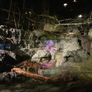 Clouded Leopard Exhibit, Clouded Leopard Rainforest - Sep. 2021