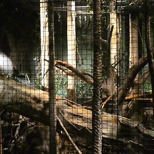 Binturong Exhibit, Clouded Leopard Rainforest - Sep. 2021