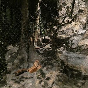Fishing Cat Exhibit, Clouded Leopard Rainforest - Sep. 2021