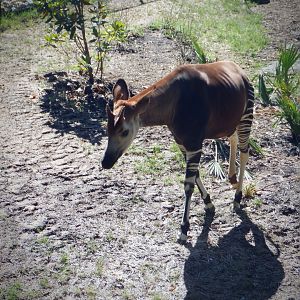 Okapi at the Greensboro Science Center