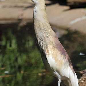 Ardeola speciosa or A. grayii?