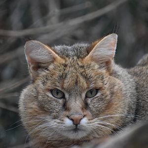 Domaine des Fauves - Jungle Cat