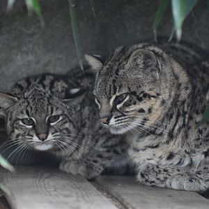 Domaine des Fauves - Geoffroy's Cat