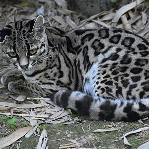 Domaine des Fauves - Margay