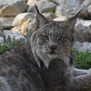 Domaine des Fauves - Canadian Lynx