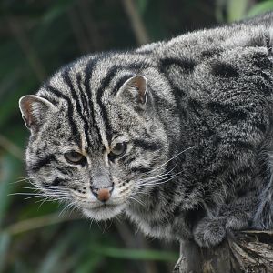 Domaine des Fauves - Fishing Cat