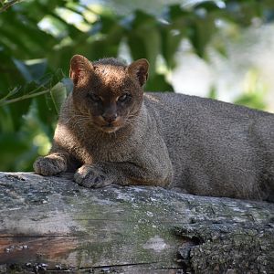 Domaine des Fauves - Jaguarundi