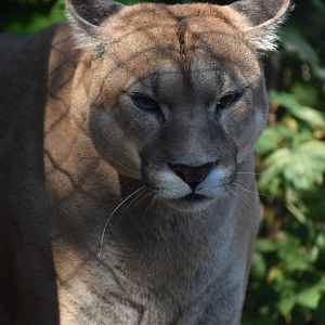 Domaine des Fauves - Puma