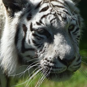 Domaine des Fauves - White Tiger