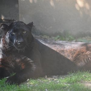 Domaine des Fauves - Black Panther