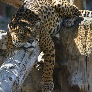 Domaine des Fauves - Jaguar