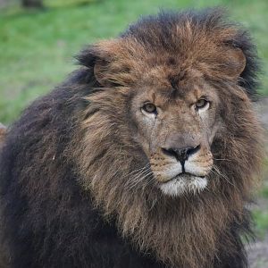 Domaine des Fauves - African Lion