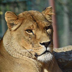 Domaine des Fauves - African Lion