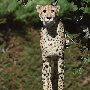 Domaine des Fauves - Cheetah