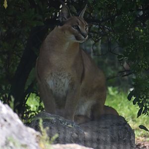 Domaine des Fauves - Caracal