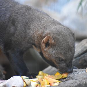 Domaine des Fauves - Tayra