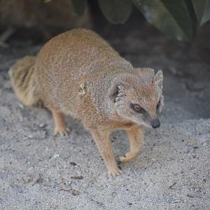 Domaine des Fauves - Yellow Mongoose