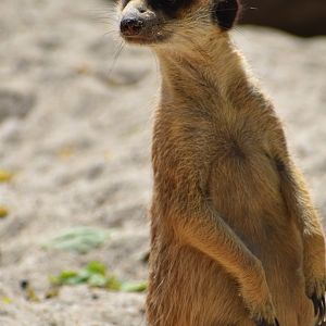 Domaine des Fauves - Meerkats