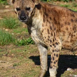 Domaine des Fauves - Spotted Hyena
