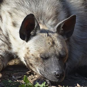 Domaine des Fauves - Striped Hyena