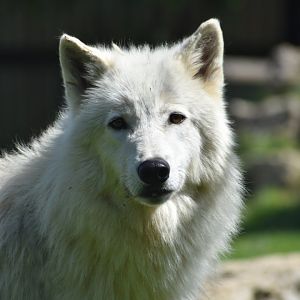 Domaine des Fauves - Artic Wolf