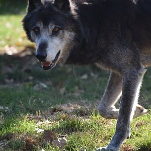 Domaine des Fauves - Mackenzie Wolf