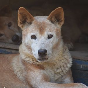 Domaine des Fauves - Dingo
