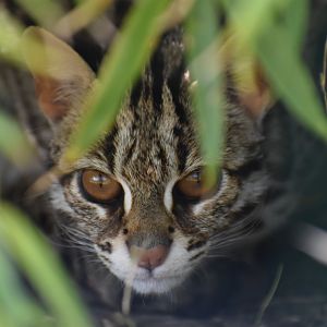 Domaine des Fauves - Asian Leopard Cat