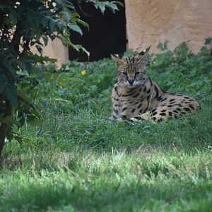 Domaine des Fauves - Serval